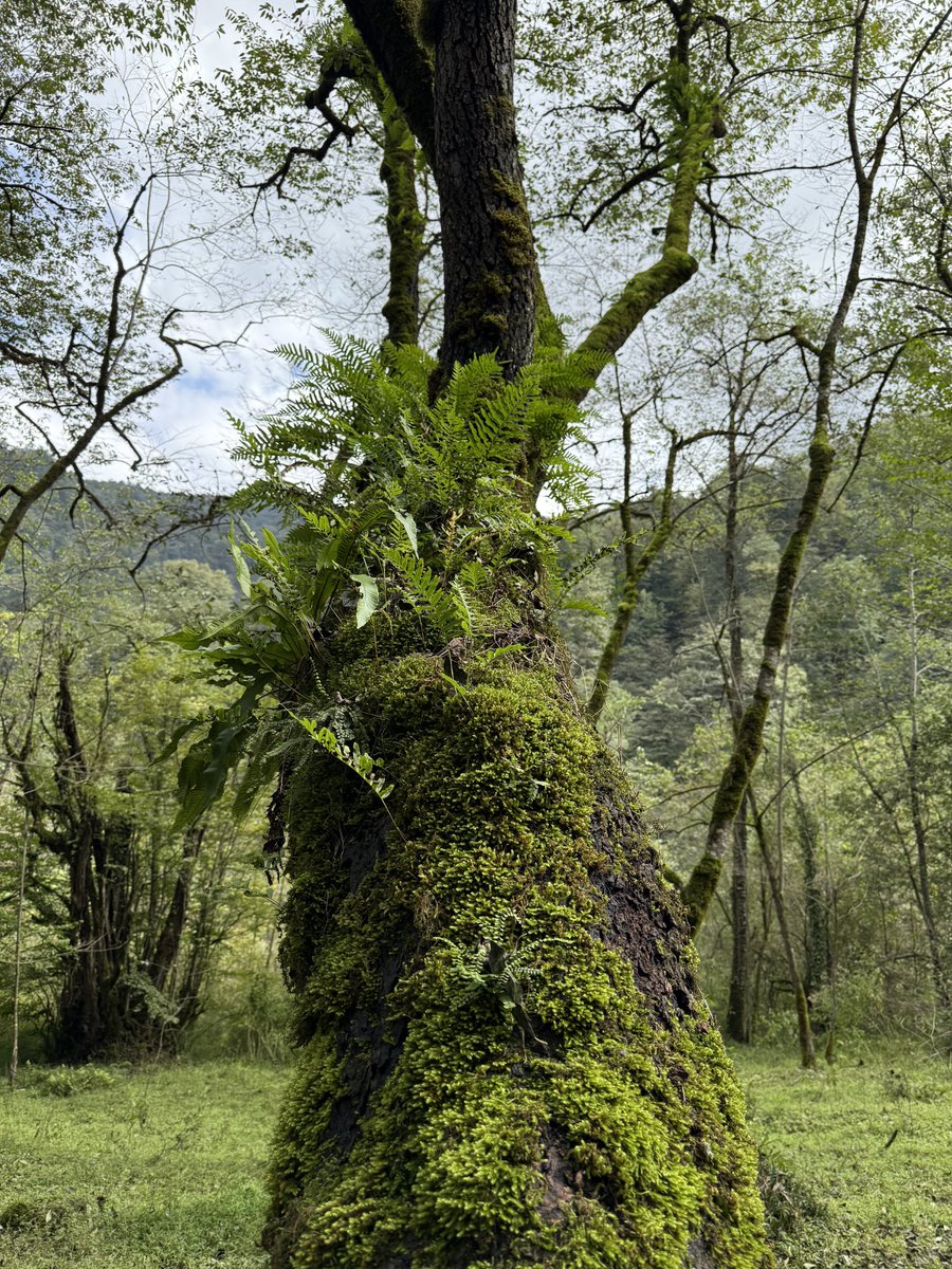 فرهاد tweet media