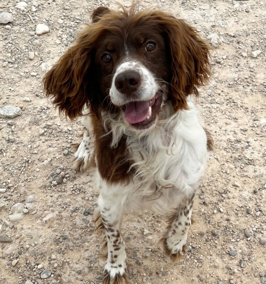 #Zaragoza
#PINTO acaba de cumplir 9 años, y eso, lo hace aún más adorable!! 

Es un perro súper majo, además de guapísimo, es muy simpático, juguetón, cariñoso, dócil, un compi para disfrutar juntos desde el primer día.

Lleva varios meses en la perrera y es alucinante que nadie