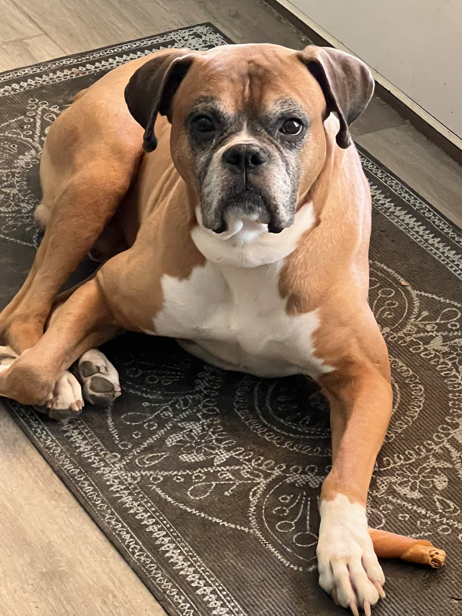 Our Boxer Bruce. He is such a good boy. ❤️