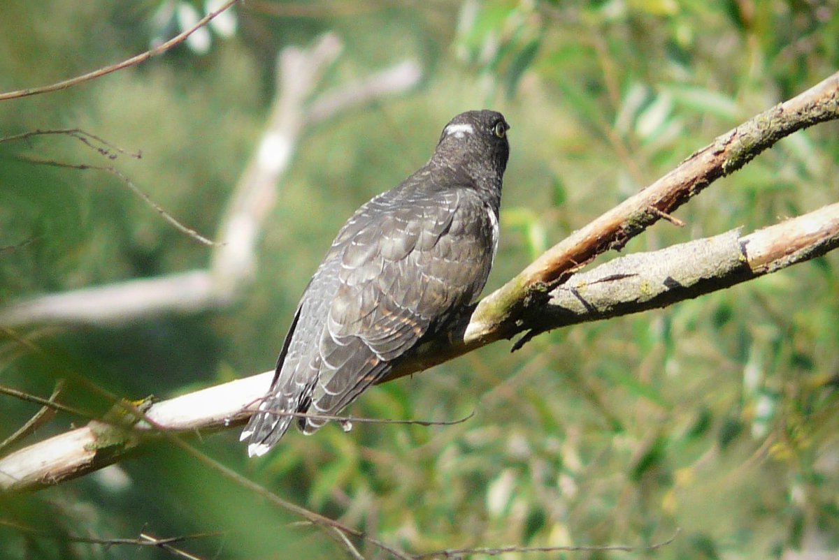 Bird for Sunday. Common cuckoo, juvenile (Cuculus canorus, kukułka). Nakło, Poland.