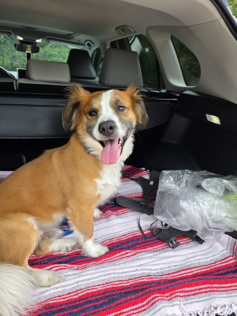 MSL65STX's tweet photo. @DogLovers03 I love him but he was bad this morning...  He's testing my patience good this morning. https://t.co/k0lC6Miqou
