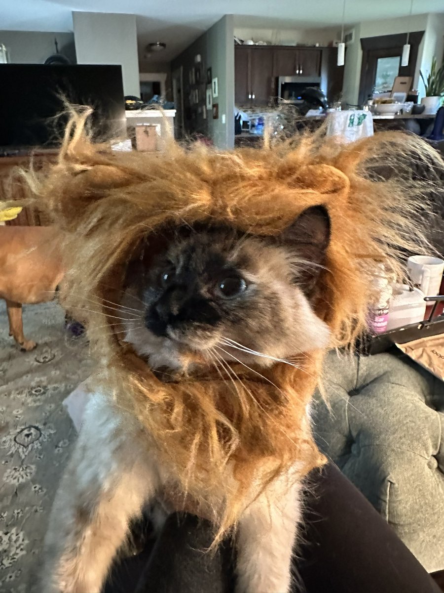 lrm202's tweet photo. RAWR!!!🦁 @stadnek @stadnekinthe306 https://t.co/dCRlDKkFxj