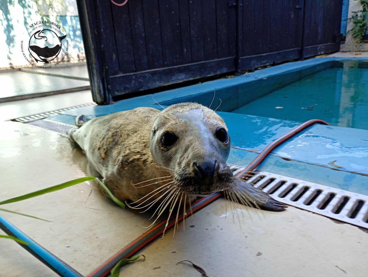Oto Smołek. Do ośrodka rehabilitacji Stacja Morska im. Profesora Krzysztofa Skóry UG trafił 26 lipca. Od tego czasu walczymy o to, żeby wrócił do zdrowia i na wolność. Wciąż rokowania ostrożne, ale wszystko co dobre może się zdarzyć. Pomoc na ratujemyzwierzaki.pl/fokarium 💙