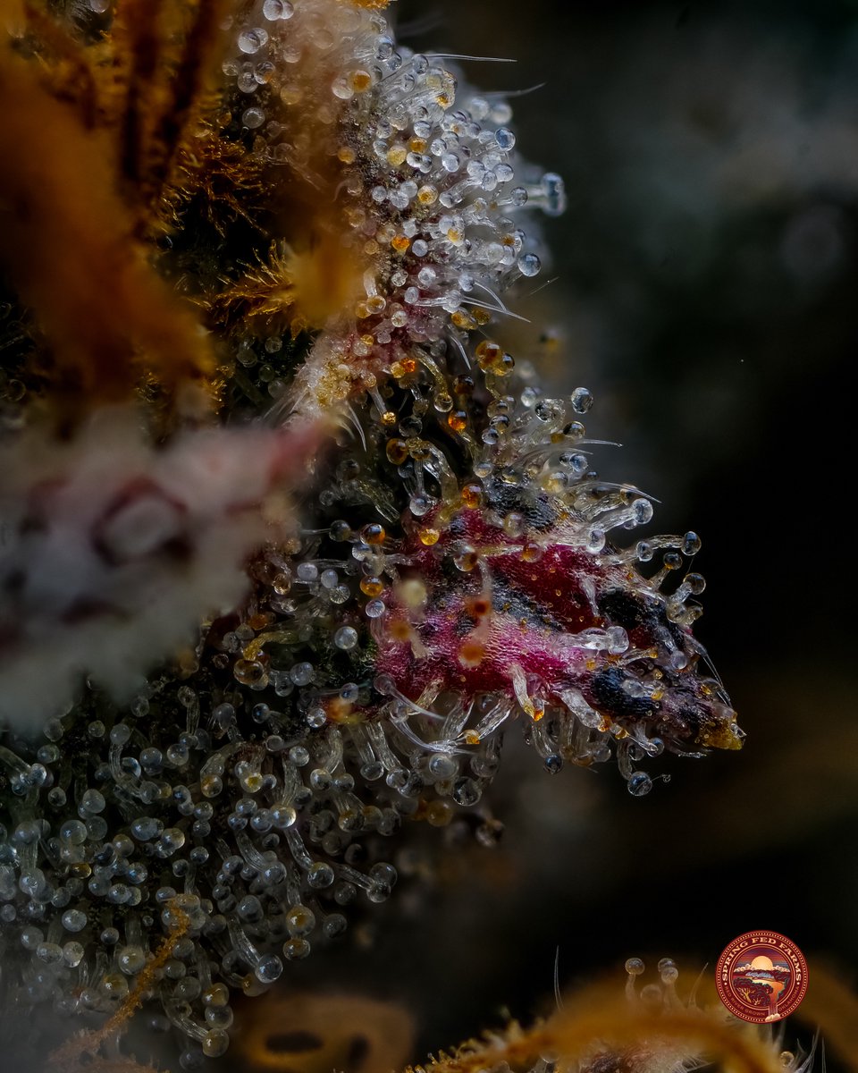 SpringFed_Farms's tweet image. Great day to have a great day!