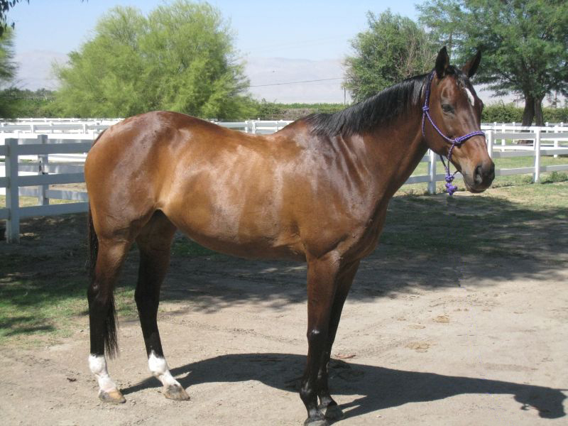 Glorious Alliance tweet media