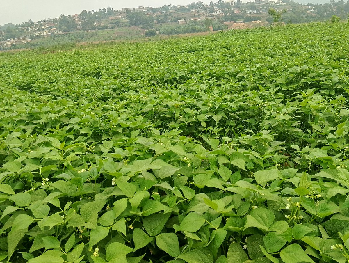 Muri <a href="/Duhinge1/">DUHINGE ISHIMWE COMPANY Ltd</a> ntakujenjeka twahisemo guteza imbere uy'umwuga ,turashimira cyane <a href="/RwandaAgri/">Ministry of Agriculture & Animal Resources |Rwanda</a>  <a href="/CityofKigali/">City of Kigali</a> <a href="/Gasabo_District/">Gasabo District</a> Inama mutugira tuzazikurikizaImihigo irakomeje Kandi Irashoboka.