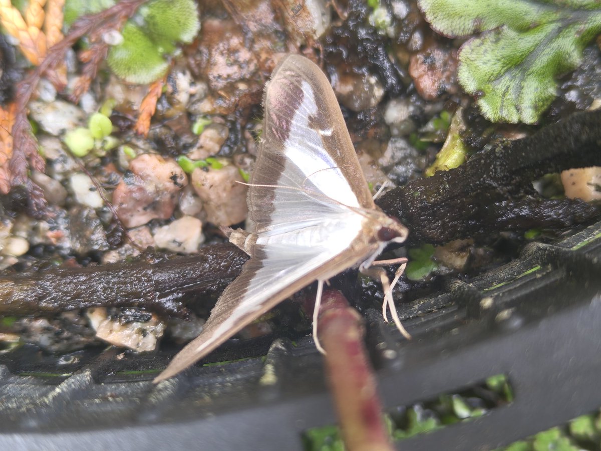 No butterflies in the garden but did disturb this dubious foreign invader.