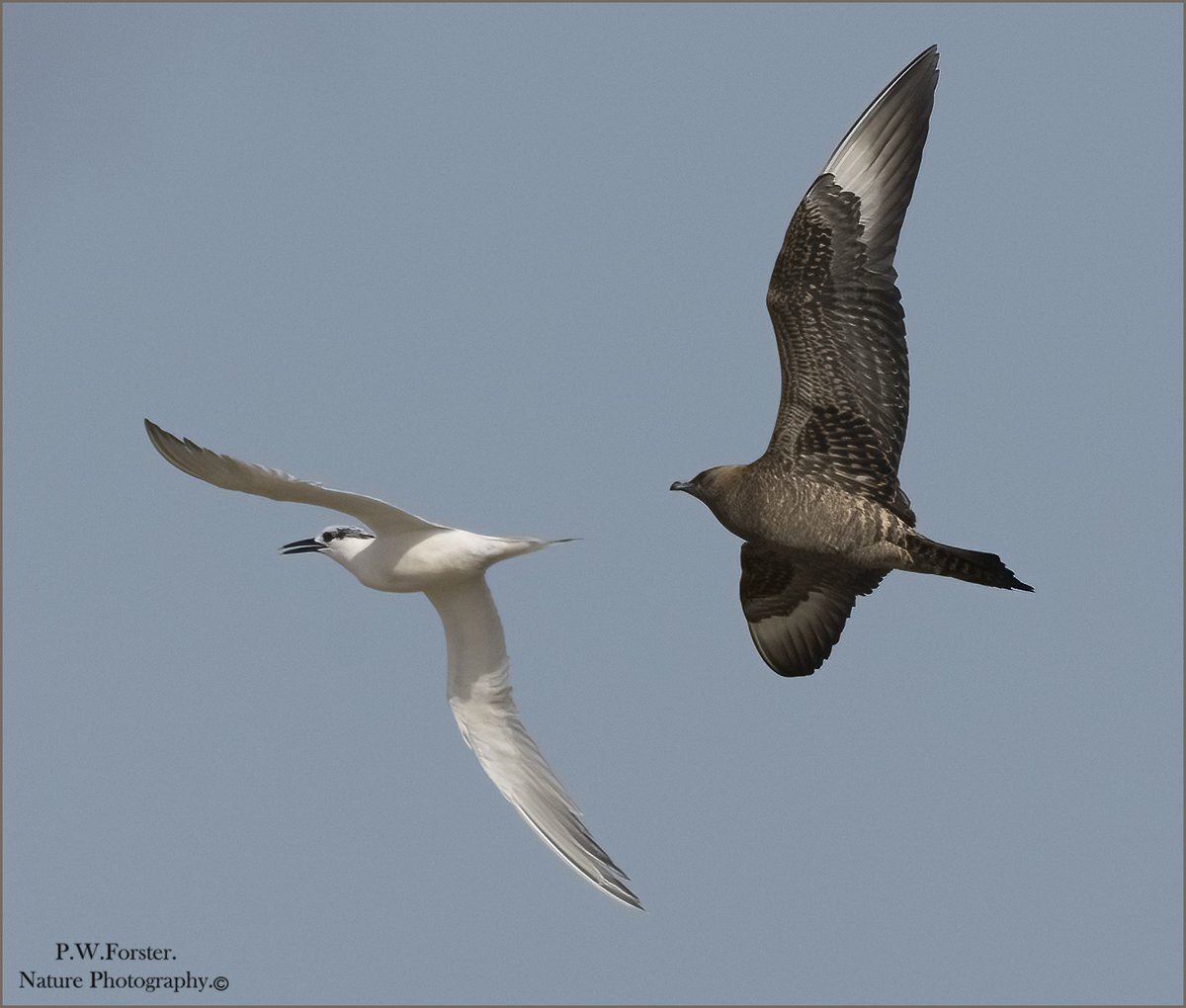 Juv Arctic skua in pursuit of S. Tern from the Snook recent 
<a href="/teesbirds1/">teesbirds</a>

<a href="/DurhamBirdClub/">Durham Bird Club</a>

<a href="/TeesmouthNNR/">TeesmouthNNR</a>

<a href="/YWT_North/">Yorkshire Wildlife Trust - North Yorkshire</a>

<a href="/YorksWildlife/">Yorkshire Wildlife Trust - follow us on Bluesky 🦋</a>

<a href="/NTBirdClub/">Northumberland & Tyneside Bird Club</a>

<a href="/wildlifemag01/">WildLife Magazine</a>

<a href="/YorkBirding/">York Birding</a>

#Nikon #Skuas #birds #nature #NaturePhotography
<a href="/birdsoftheworld/">Birds of The World: The Cornell Lab</a>

<a href="/SeabirdCentre/">Scottish Seabird Centre</a>