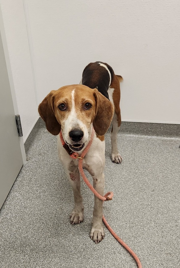This older female tri-colour hound mix dog was found near Luther Marsh Conservation Area in #GrandValley on Sept 26. If she's yours or you have any info about her contact #Guelph Humane Society at 519-824-3091 or lostandfound@guelphhumane.ca (ID 2000345284)