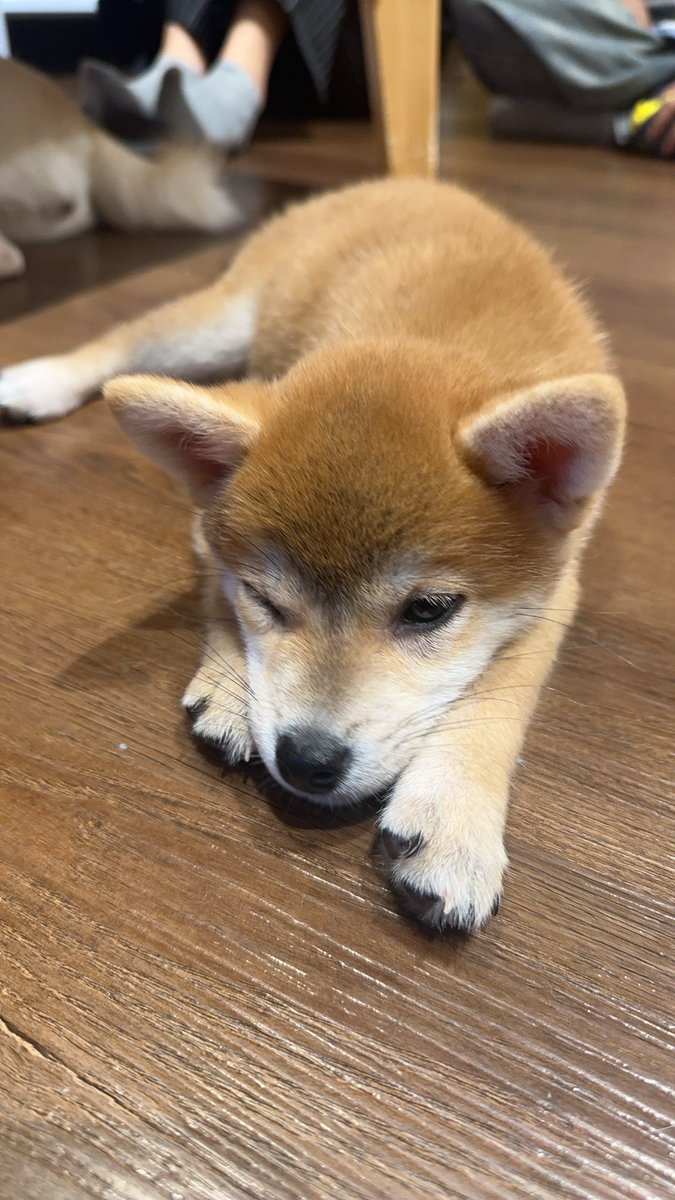 oilwariya's tweet image. โปรเจคน่ารักมากๆเลยย คือทุกดีเทลคือเกบหมด ฮื้อออ ดีใจที่ตัดสินใจว้าปไปมาก🥺💘

#THAIchayanon 
#21stShiningTHAIstory