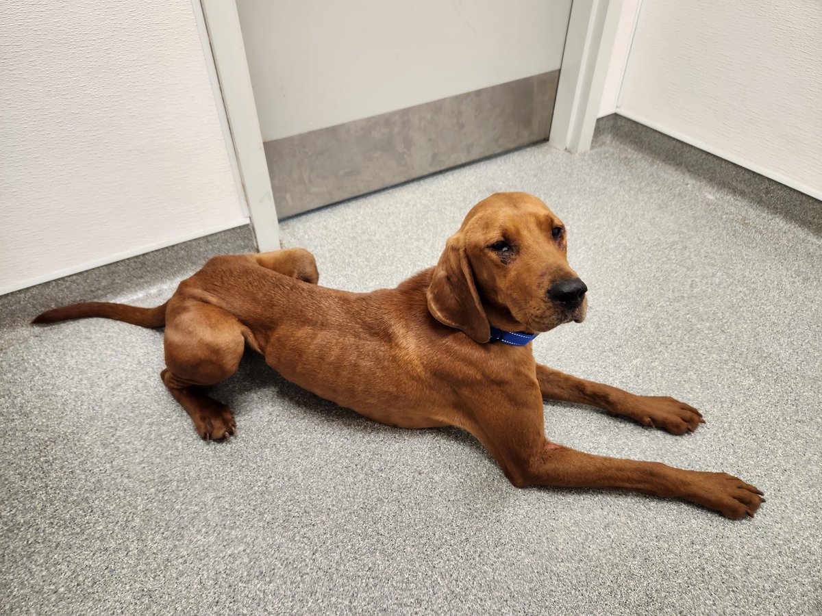This red female hound mix dog was also found near Luther Marsh Conservation Area in #GrandValley on Sept 26. If she's yours or you have any info about her contact #Guelph Humane Society at 519-824-3091 or lostandfound@guelphhumane.ca (ID 2000345280).