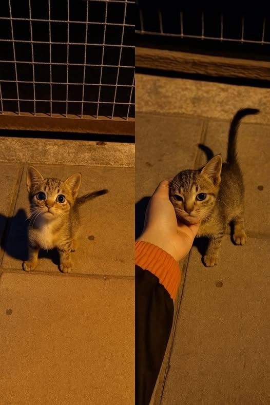 Miaw's tweet image. 