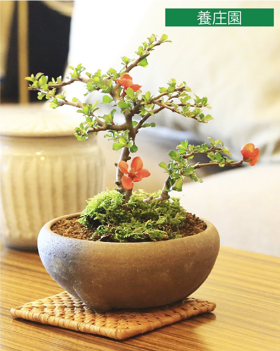 あべのハルカス近鉄本店（近鉄百貨店） tweet media