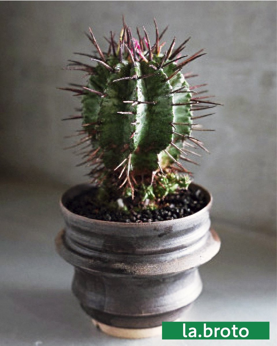 あべのハルカス近鉄本店（近鉄百貨店） tweet media