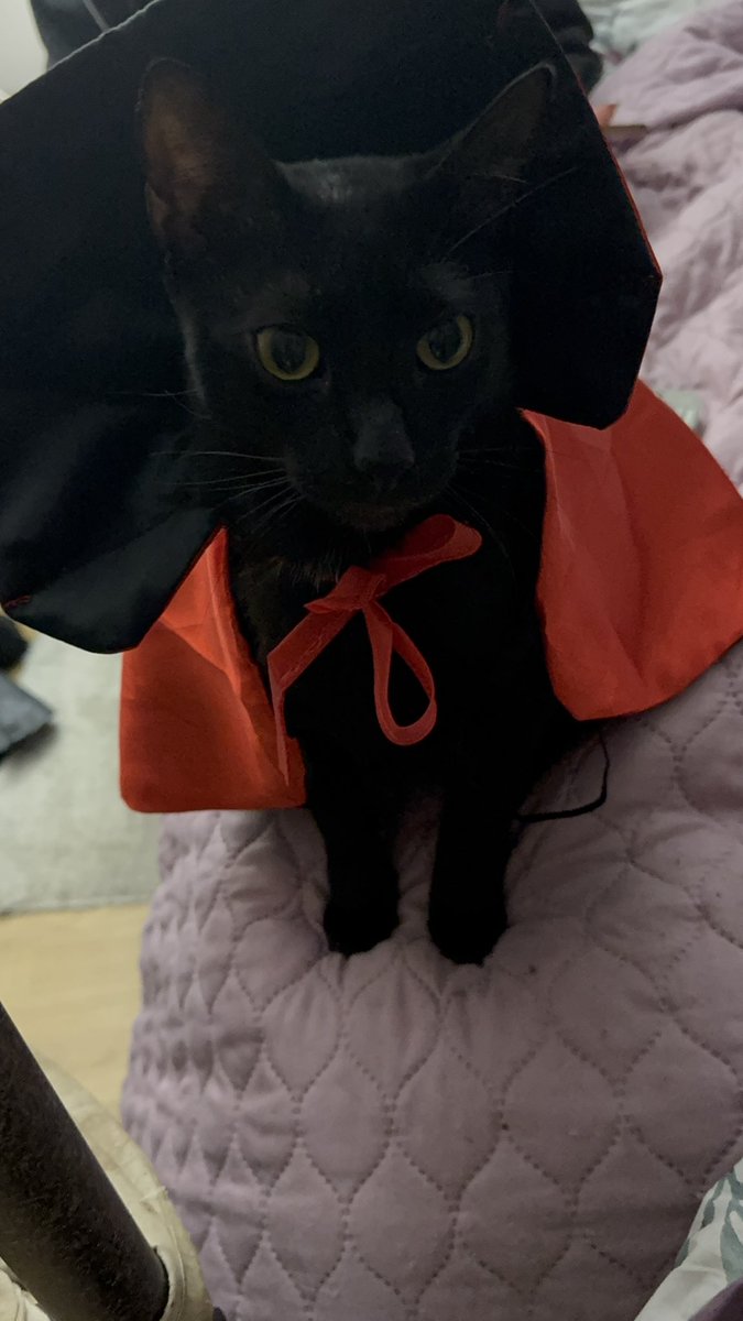 <a href="/catsareblessing/">We don't deserve cats 😺</a> This is Jet from <a href="/harlot_house/">Harlot_House</a>