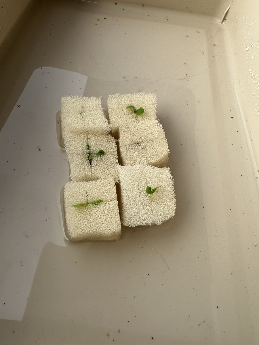 新たな趣味💕
やっと芽が出て来た☺️
ダイソー水耕栽培🌱
#水耕栽培
#家庭菜園