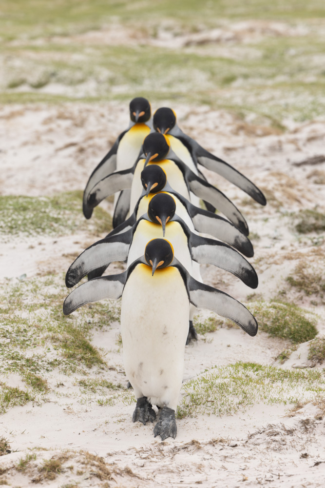 yusukeeokada's tweet image. フォークランド諸島のキングペンギン🐧  
ペンギン写真集「#それは僕らだけの言葉 」より  

#ペンギン