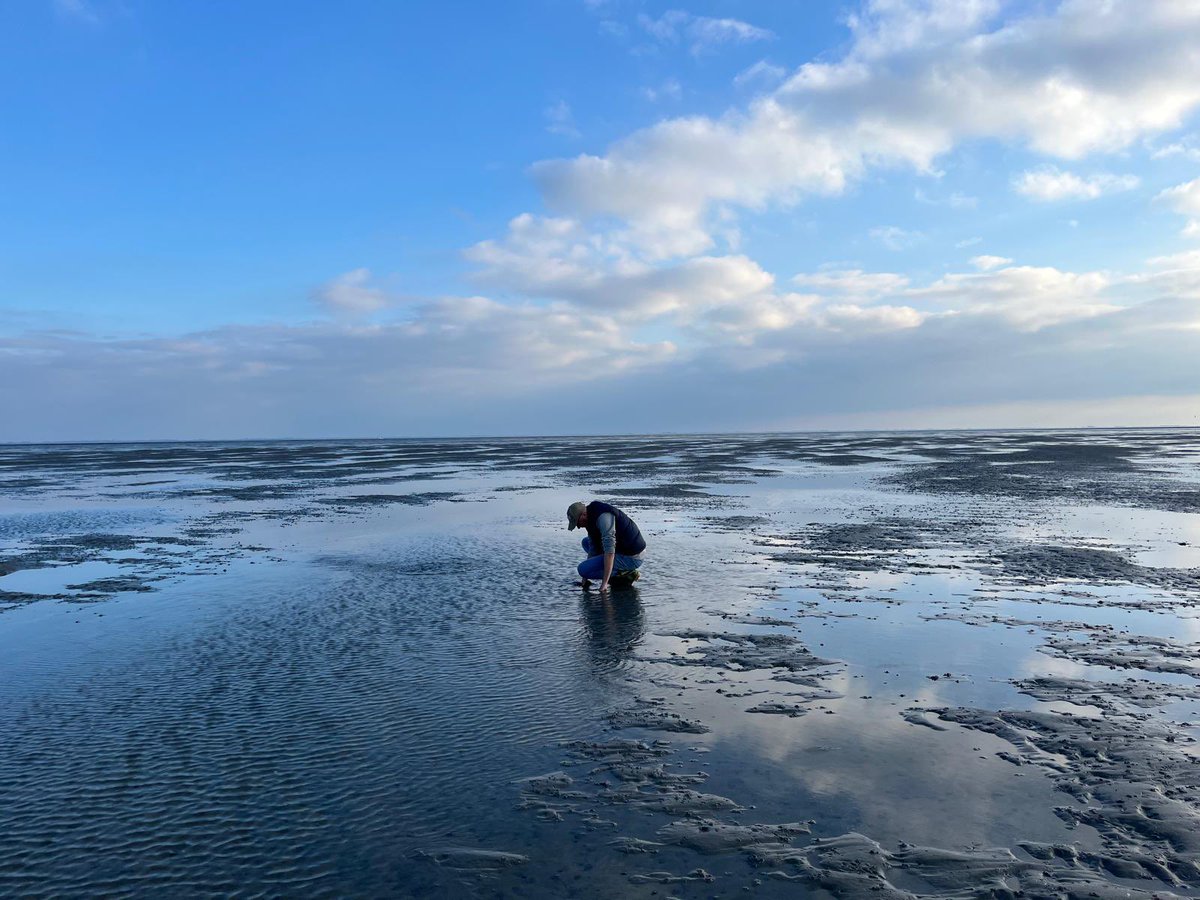 Oesters en kokkels rapen van het Wad mooier en lekkerder wordt het niet. #ameland #waddenzee
