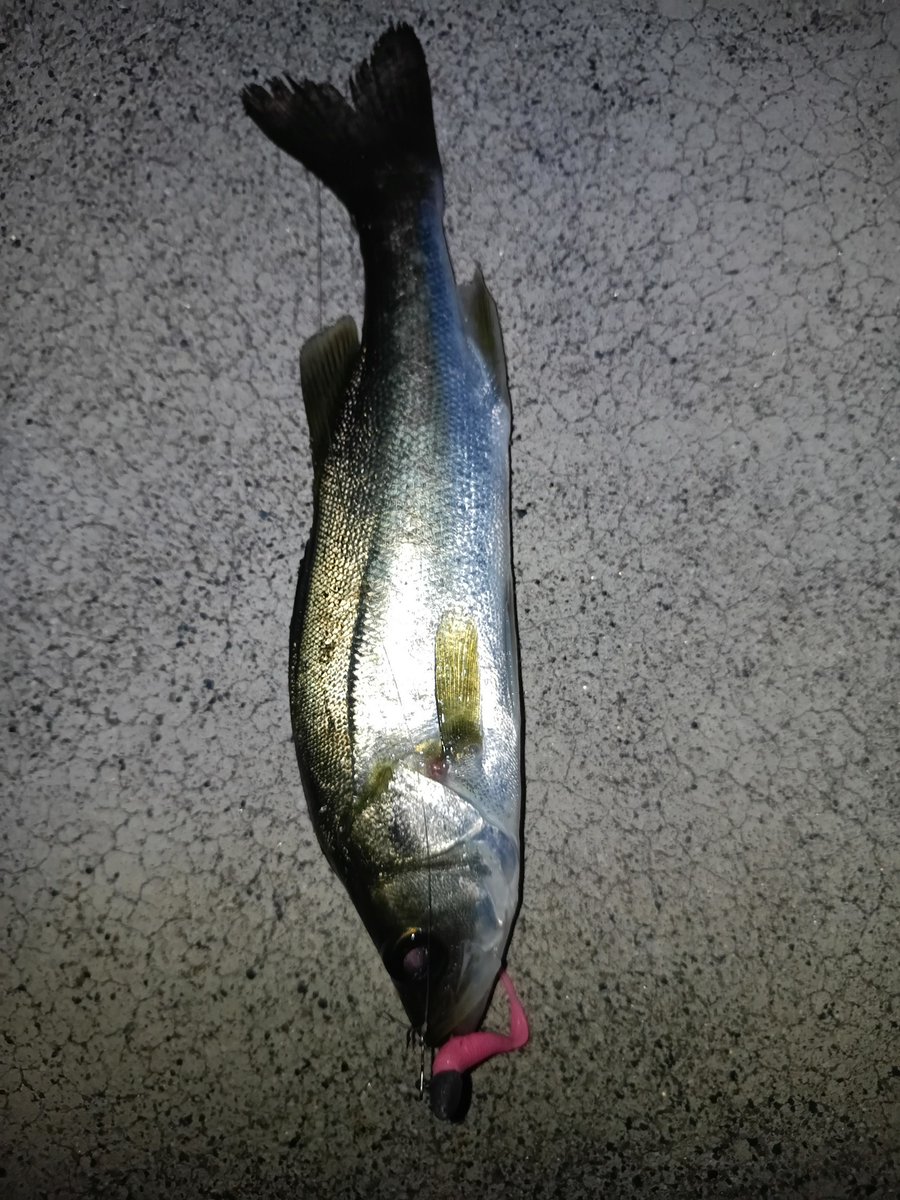 花火で場所変更余儀なくされましたが涼しくなった秋を感じつつチーバスが多少大きくなったのを確認して納竿〜

#ススキ
#シーバス
#チーバス
#釣り