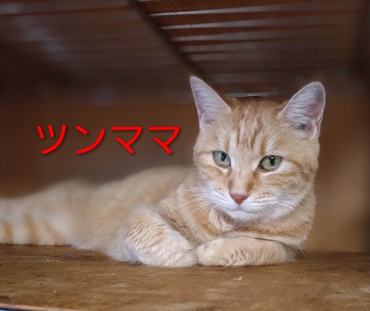 ⚠プロフ必読⚠ユーちゃん　 UTAU】INTERNET YAMERO (Sans ver.) - YouTube
