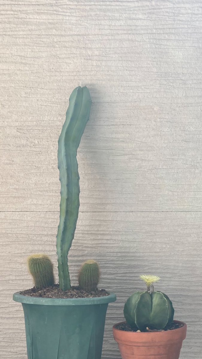 おはようございます☀️
少しずつ秋に近づいてきましたね🌰
素敵な日曜日をお過ごしください🍀