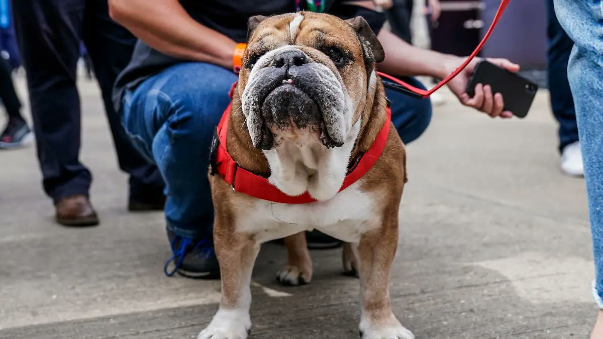 Trol Calls (@trol_calls) on Twitter photo $Roscoe the Ferrari Dog I'm a vegan bulldog that loves to travel, play ball and get attention from all the girls, especially when they rub my bum. I like frisbee and tennis .
Pray for Roscoe
EyH7cg5sL2e7MsWEKkbNo4bvpeqta2ZZEXtLou5ppump
t.me/FerrariDog $Roscoe the Ferrari Dog I'm a vegan bulldog that loves to travel, play ball and get attention from all the girls, especially when they rub my bum. I like frisbee and tennis .
Pray for Roscoe
EyH7cg5sL2e7MsWEKkbNo4bvpeqta2ZZEXtLou5ppump
t.me/FerrariDog