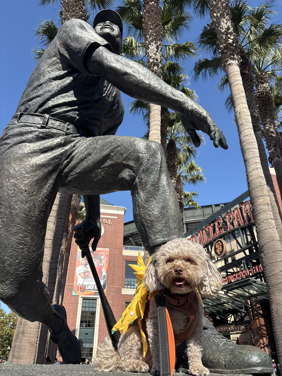 SFG Commentary tweet media