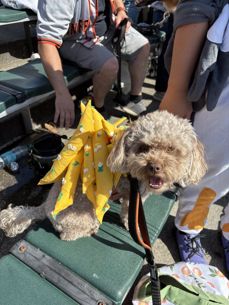 SFG Commentary tweet media