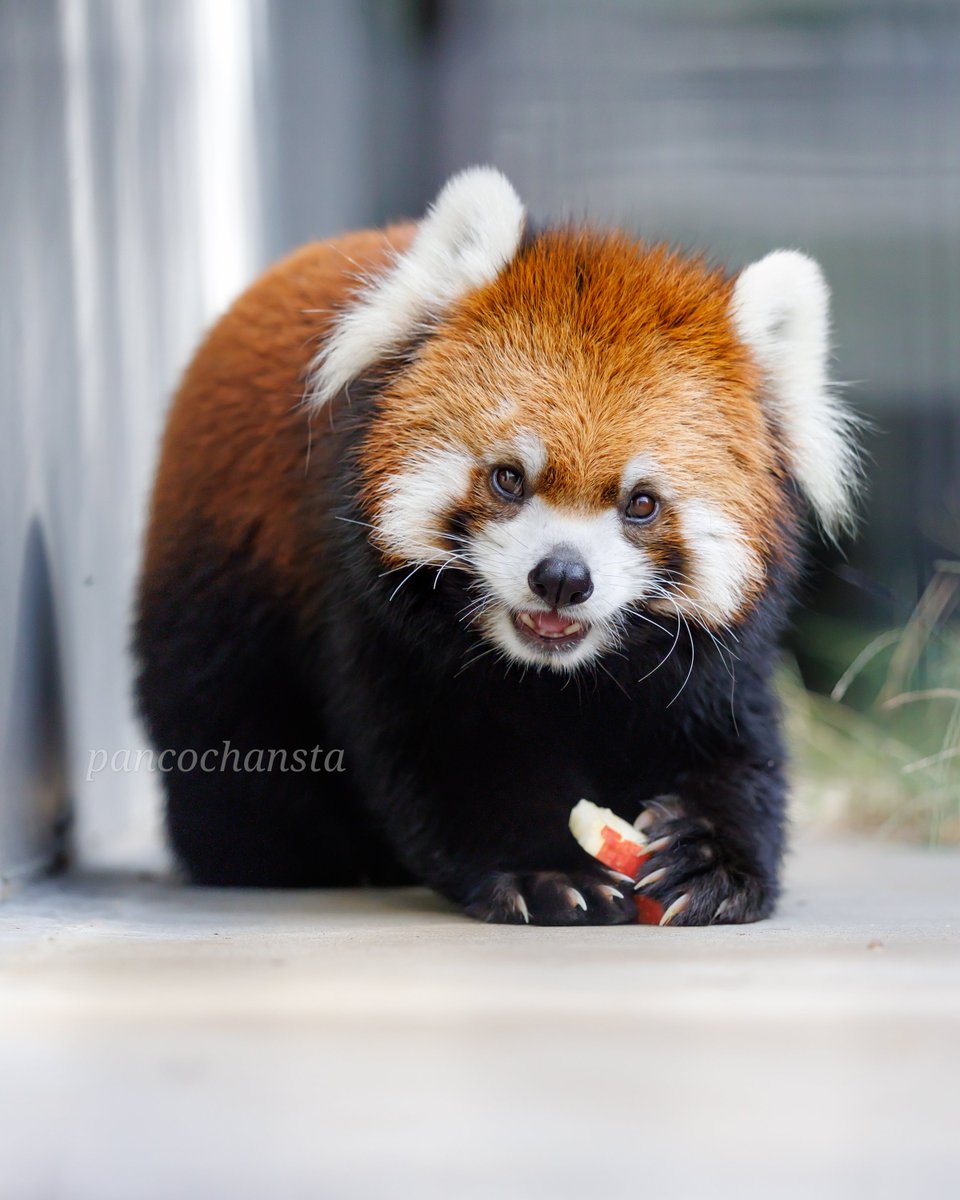 リンゴくまちゃん♡仲良しひよこ ちん@そうさくマーケット2F