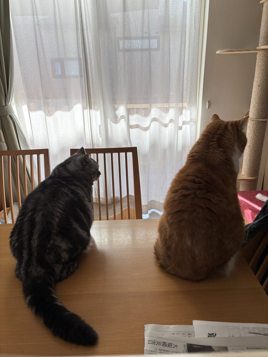 外で流れている防災訓練のアナンスにビビる2人
#猫のいる暮らし𓏲𓎨