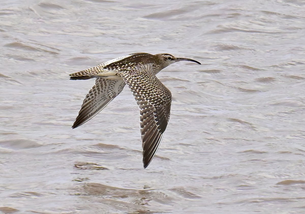A migrant Whimbrel at the Huntspill seawall in Somerset last weekend. 😀🐦