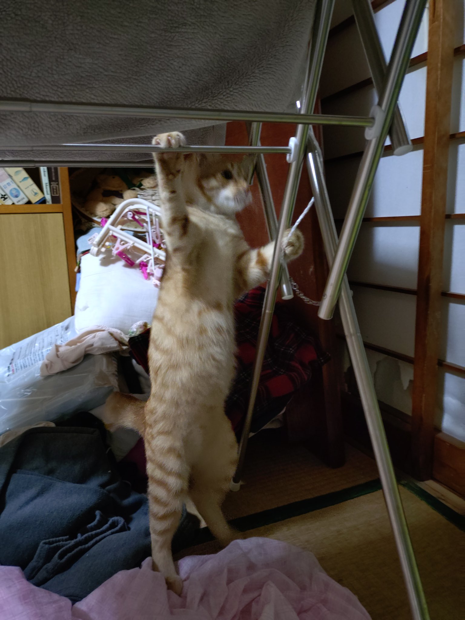 踏ん張り方を見習い中(茶トラ) 茶トラ猫のななちゃん 𝕏 on X: 