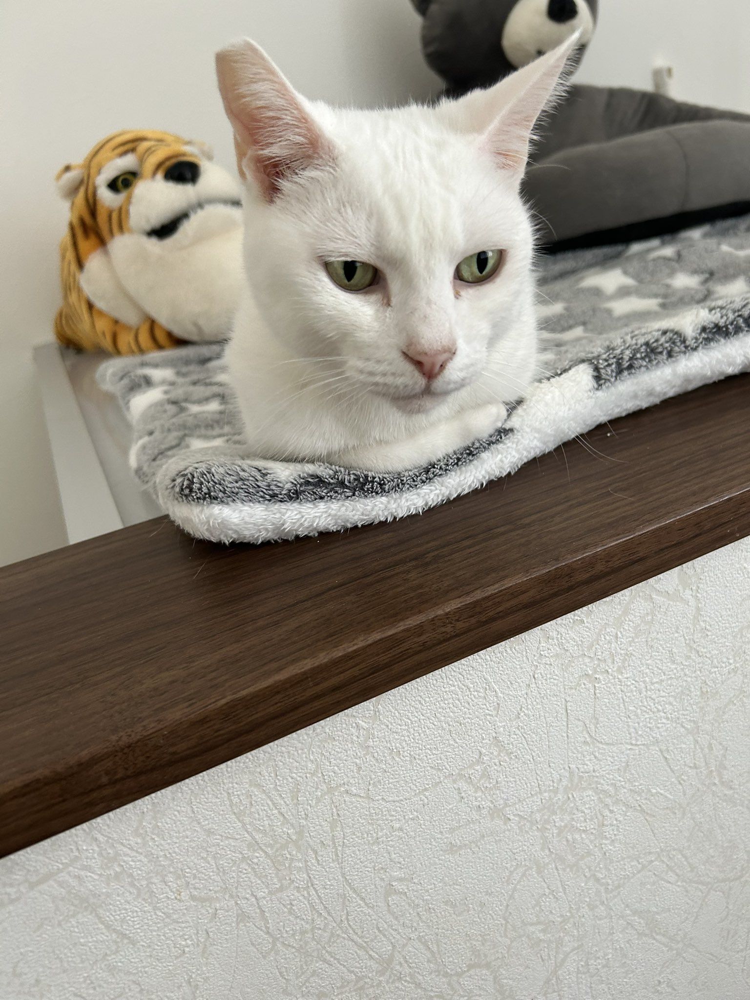 けい様　取り置き中　三毛猫ドラマー　流れ星流れるクローバー畑　Bathroom Is this friendly former stray cat okay with taking a bath
