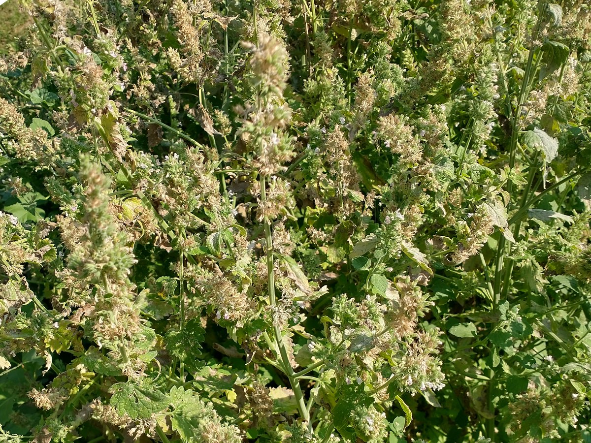 CatnipKittyCat's tweet photo. Late season #catnip #flower and #seed #bud clusters. Still harvesting and flowers are still growing and attracting bees and butterflies too – although not as much as in the early summer months. #Flowers will diminish until mid-fall until a hard frost makes it mark. https://t.co/WyeBqevEU8