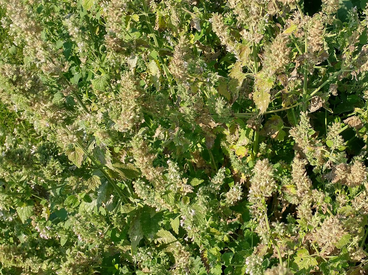 CatnipKittyCat's tweet photo. Late season #catnip #flower and #seed #bud clusters. Still harvesting and flowers are still growing and attracting bees and butterflies too – although not as much as in the early summer months. #Flowers will diminish until mid-fall until a hard frost makes it mark. https://t.co/WyeBqevEU8