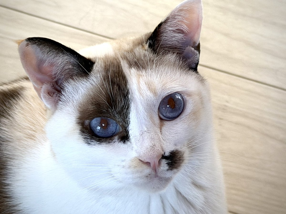 今日もワォワォお喋り猫

#猫好きさんと繫がりたい #猫のいる暮らし