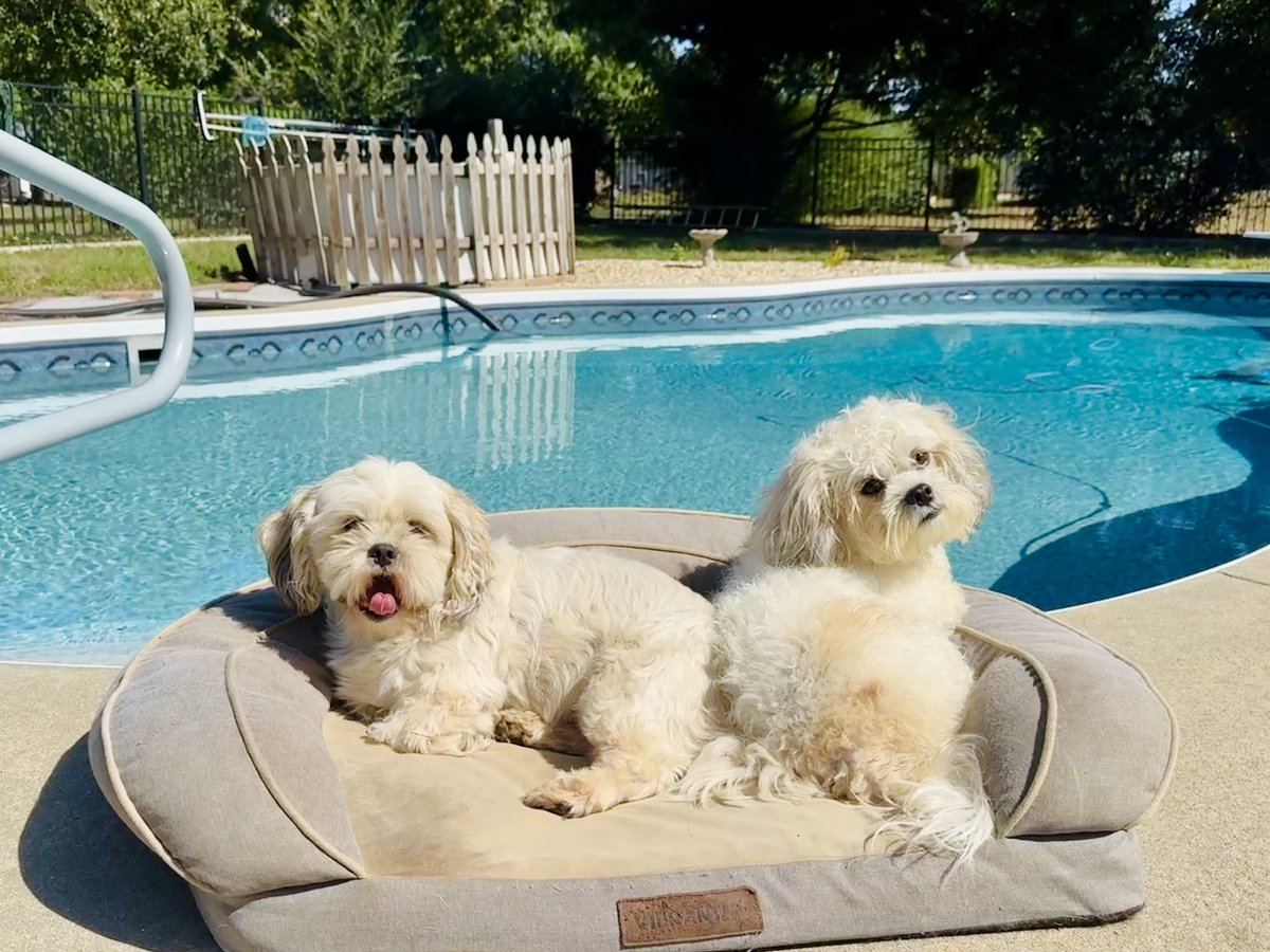 How’s your weekend goin X Fam?

Our little loves Milo &amp; Ottis have been on serious pool duty but the time has come for baths and a good trim.

Neither are too excited so we’ll see who ends up the wettest. Hopefully I outlast their struggles!

Anyone wanna see the aftermath? 🤣🐾