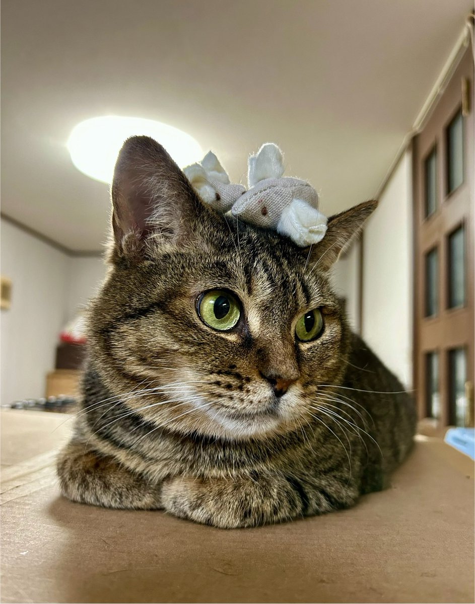 ねこひげ on X: 
