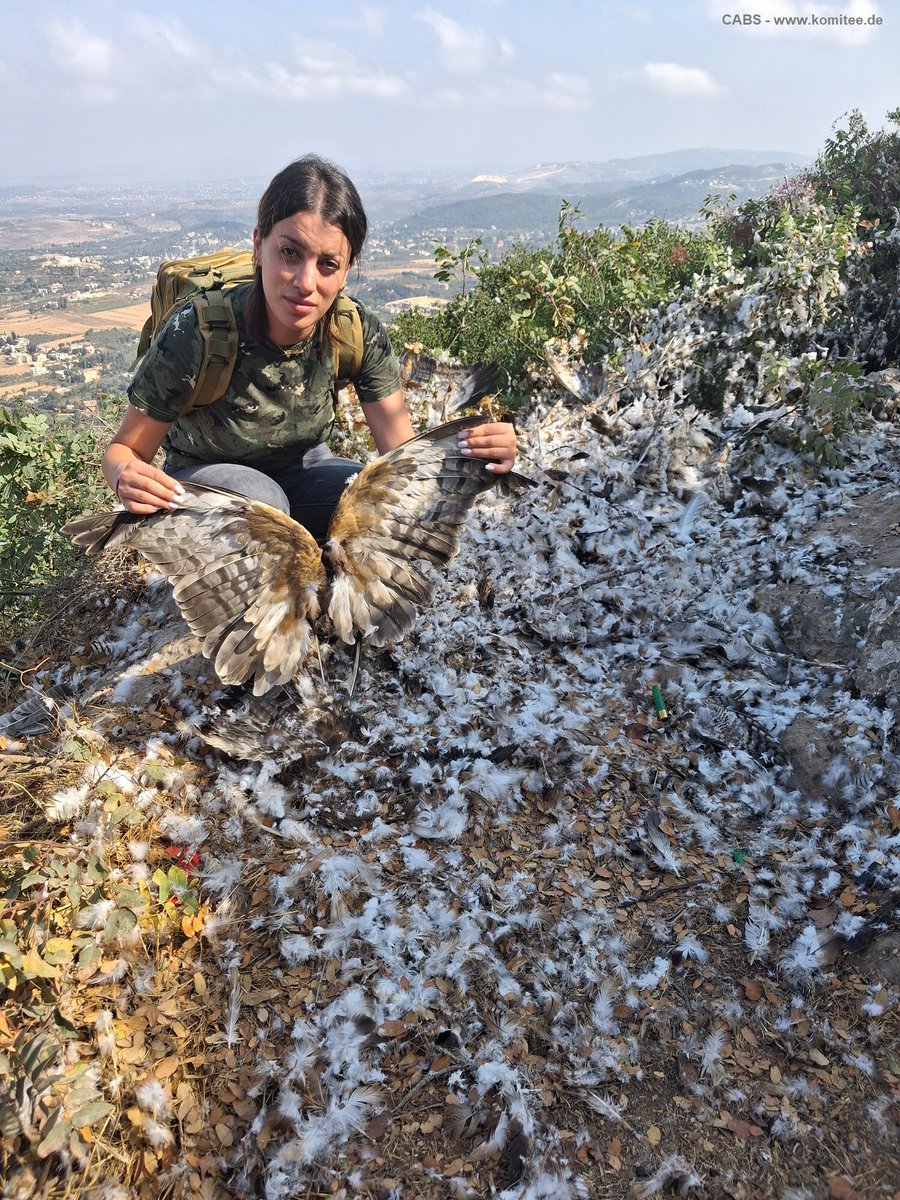 CABS_REPORTS's tweet image. 🚨 NIGHTMARE DISCOVERY in Akkar, LEBANON!
Our teams wade knee-deep in feathers at a single poacher's 'plucking site.' This mountain of remains includes over 50 protected raptors: #HoneyBuzzards #LesserSpottedEagles & #Sparrowhawks.
The scale of the slaughter is OUT OF CONTROL.