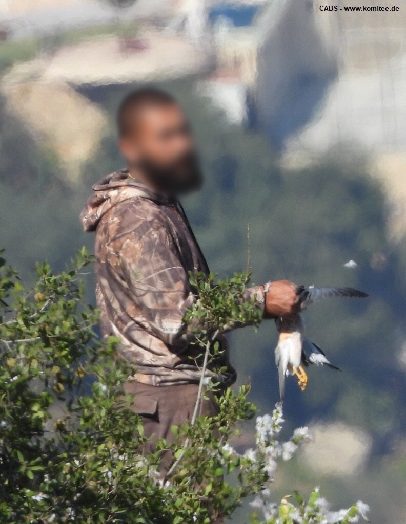 Birds of prey - everything from #Soarrowhawks to #LesserSpottedEagles are being illegally massacred during migration in North Lebanon.

Poachers target them as they fly low, shooting them en masse for their breast meat - considered a "seasonal delicacy."

Barbaric. Unacceptable.