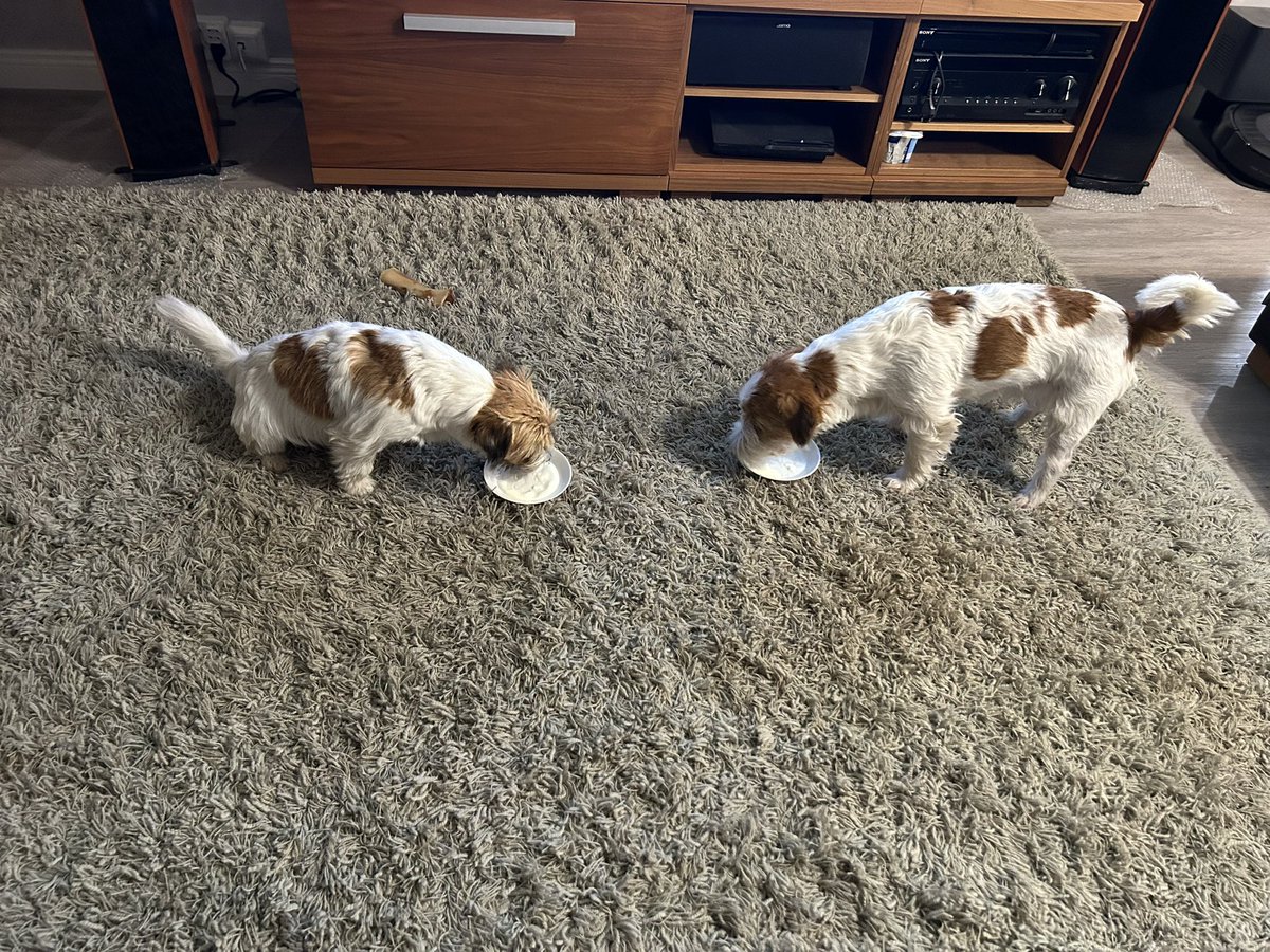 Jälkiruoaksi narskujuustoa lakkahillolla ja jallukahvia 😋
ping <a href="/SarioTuula/">Tuula Sario</a> 
Muistin eilen vihdoin ostaa Jallua 🤗

ja russelit saa vähän kermavaahtoa 😋