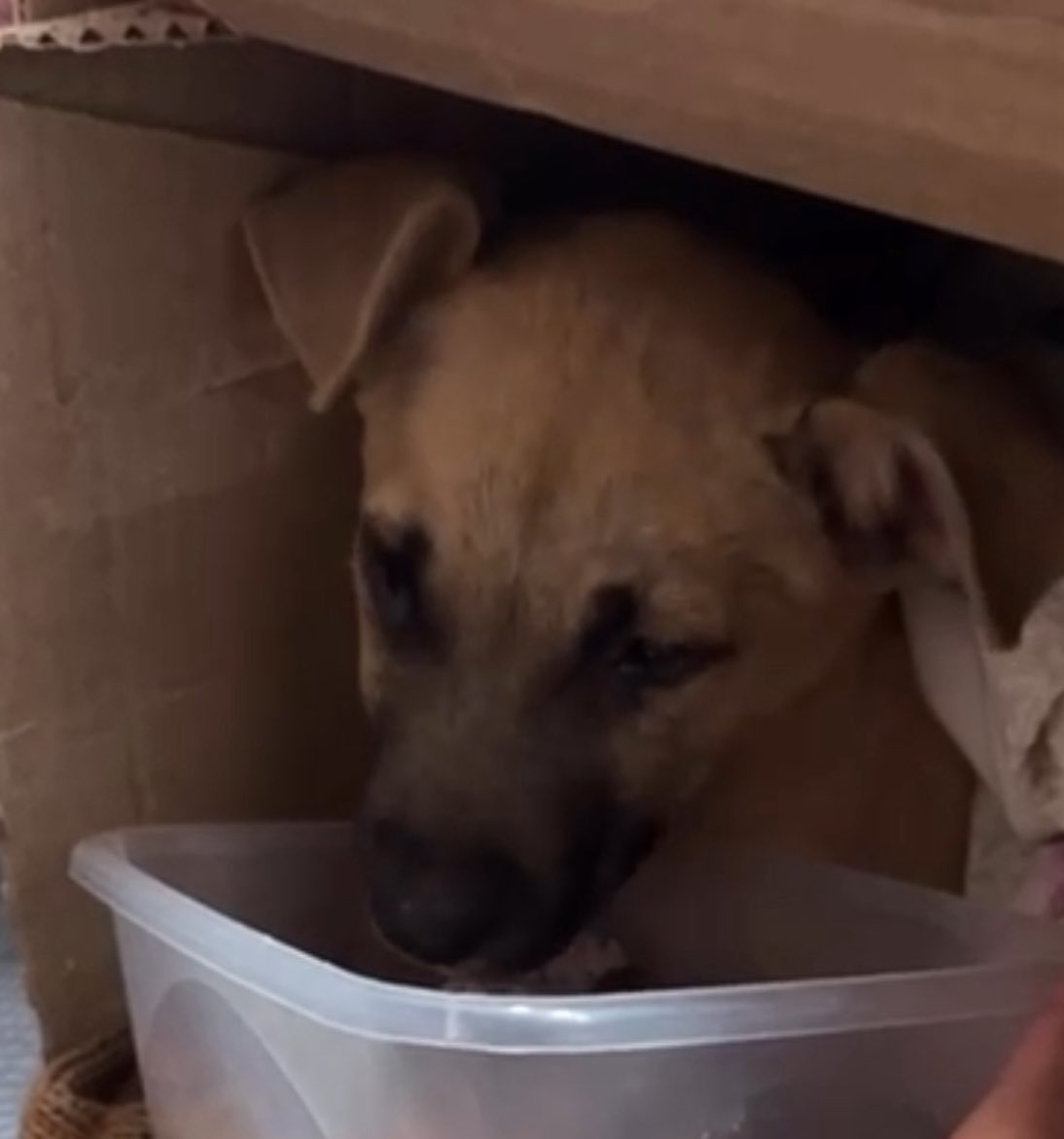 redbicheraof's tweet image. 💔 No damos más, necesitamos que nos escuchen.
En la zona de Gruta de Lourdes apareció un cachorrito en estado crítico. Tiembla, llora, apenas se sostiene y presenta todos los síntomas de parvovirus: no toma agua, está muy débil y cada minuto cuenta.
No tenemos cómo cubrir