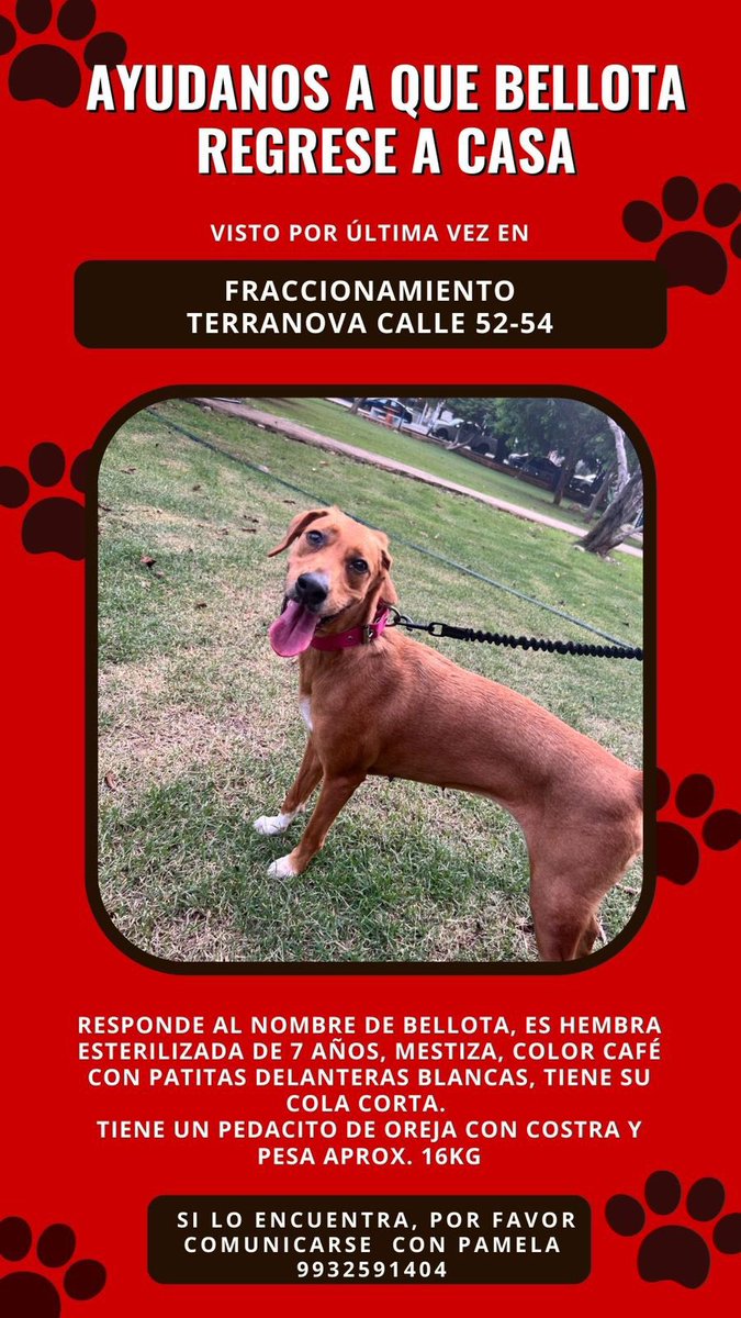 Rocio Bernal Genie tweet media