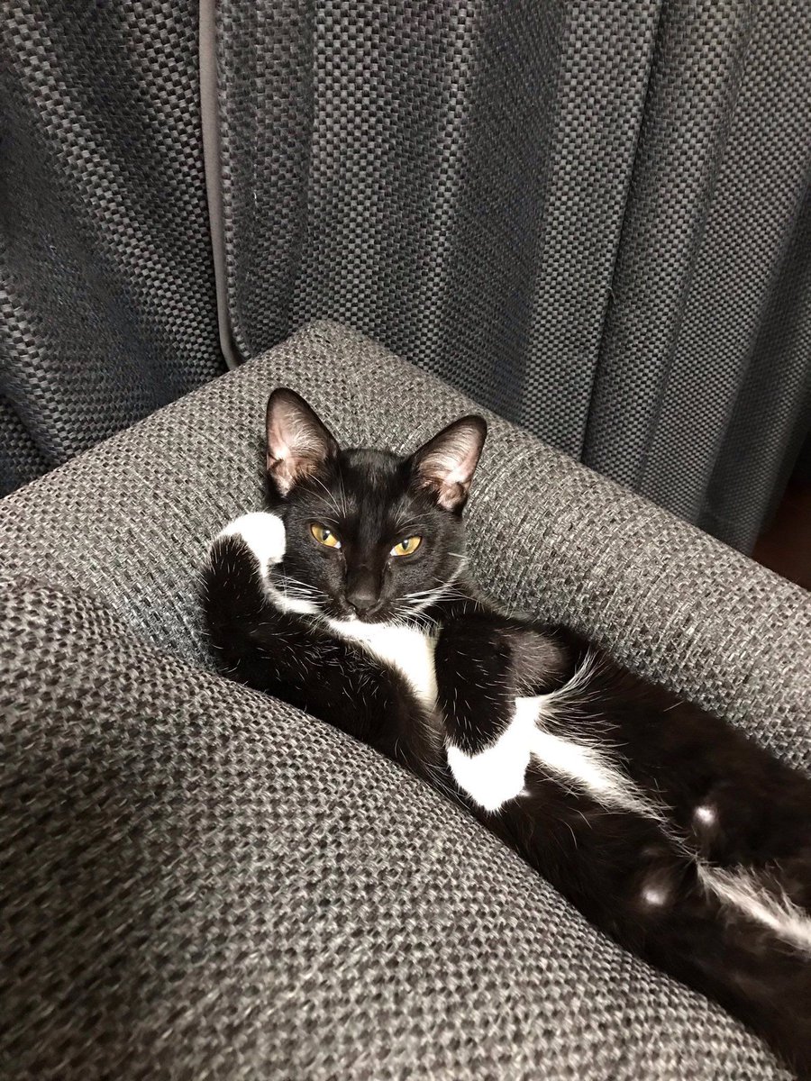 ShouldHaveCat's tweet photo. this cat is so relaxed, I want u to see it https://t.co/8W6fVIV3oW