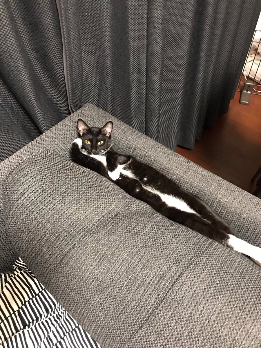 ShouldHaveCat's tweet photo. this cat is so relaxed, I want u to see it https://t.co/8W6fVIV3oW