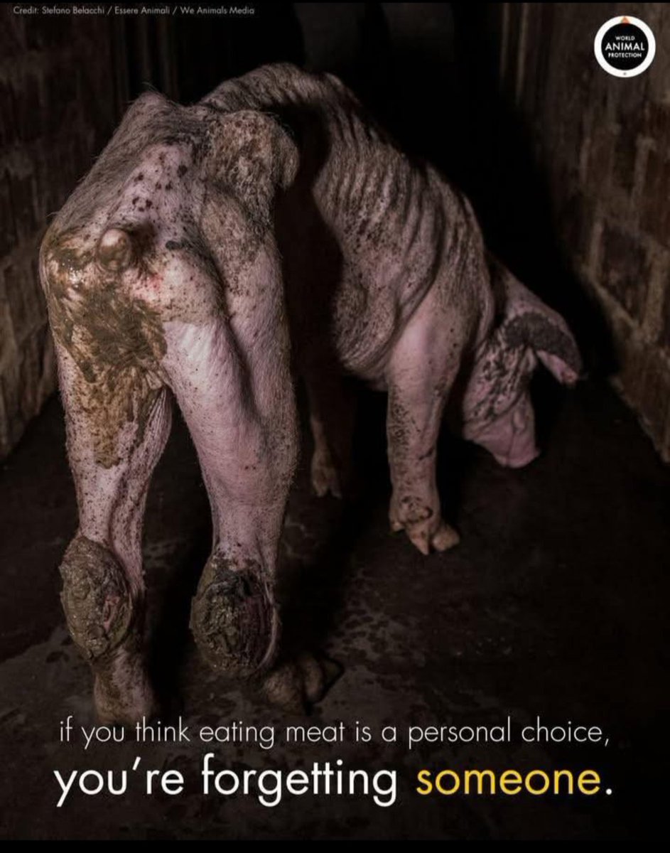 RavenTW's tweet image. If you consume animal products, here is one of your victims. You do have the choice to not be a monster...
#BreakTheProgramming, #govegan, #animalliberation, #ditchdairy