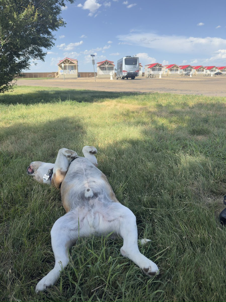 Miles the Beagle tweet media