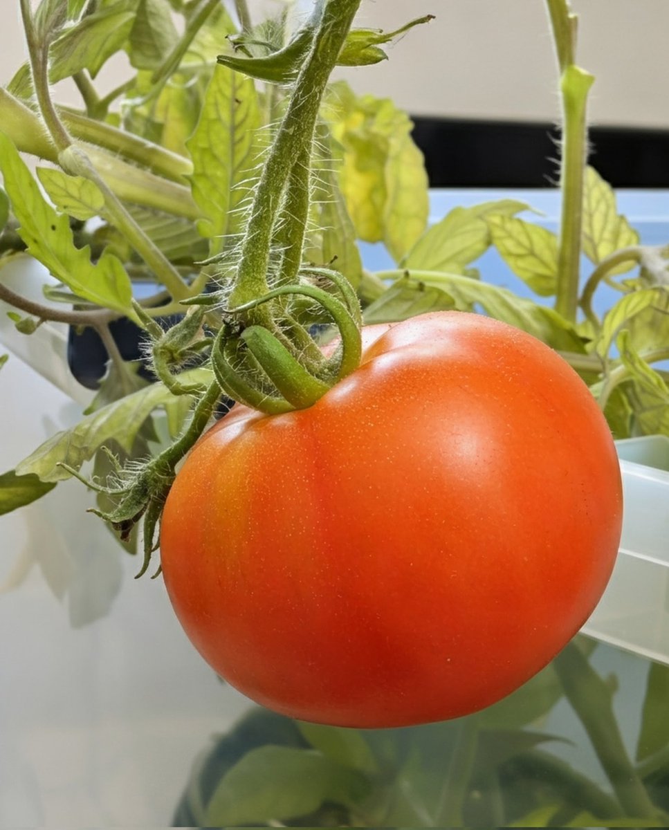 normhamilton's tweet image. End of the season fruit.l captured with a Pixel 8a @madebygoogle