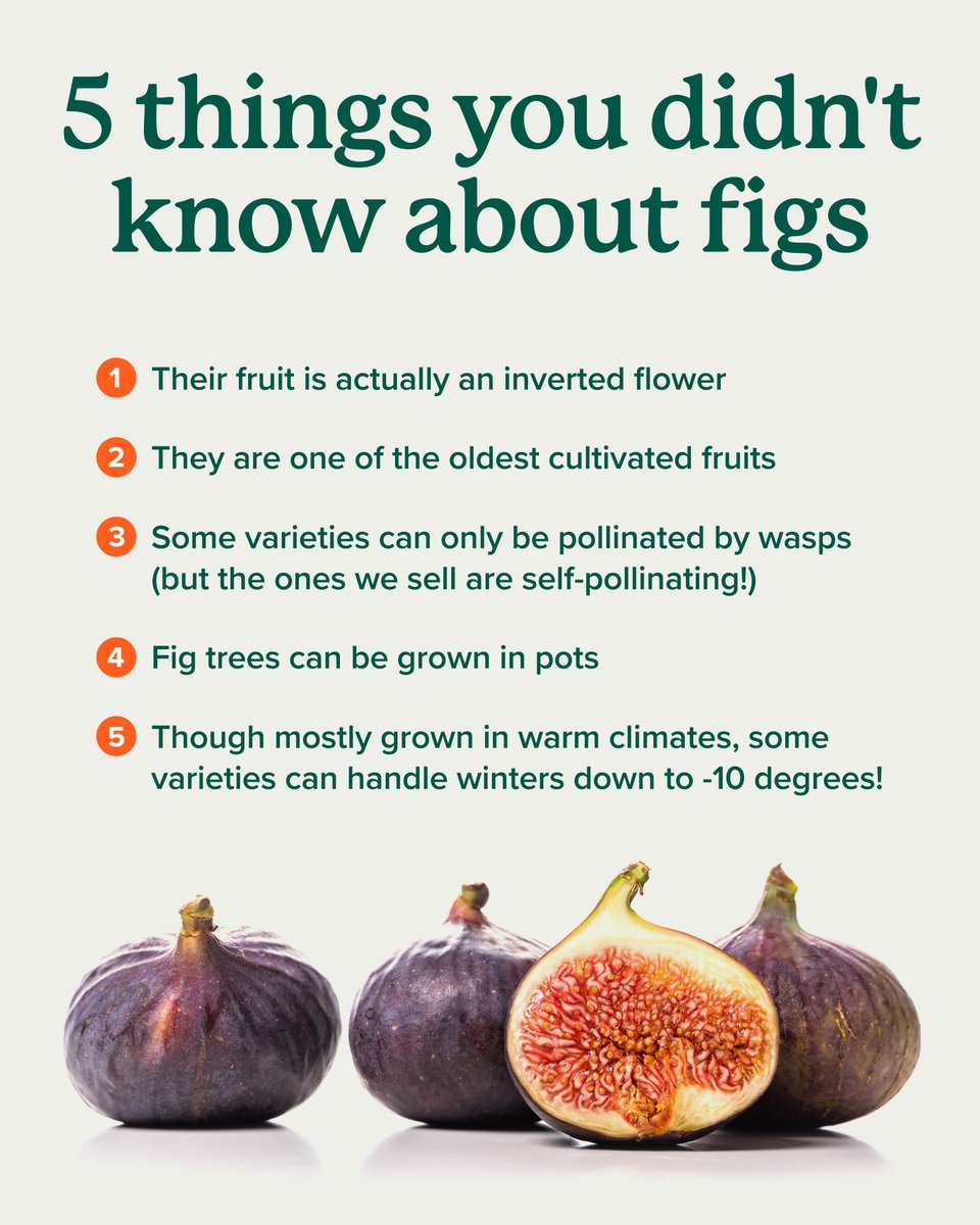Figs aren’t just tasty—they are easier to grow at home than you think! 🌿 Container friendly and suitable to many climates, fig trees make a great addition to your garden.

Get fig trees delivered → bit.ly/41cP4oC 🌳📦