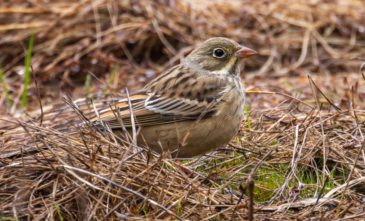 Peter Garrity tweet media